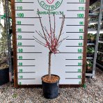 Mini broskyňa nízkokmenná (prunus persica) ´DIAMOND´® - výška 90-110 cm, kont. C5L 